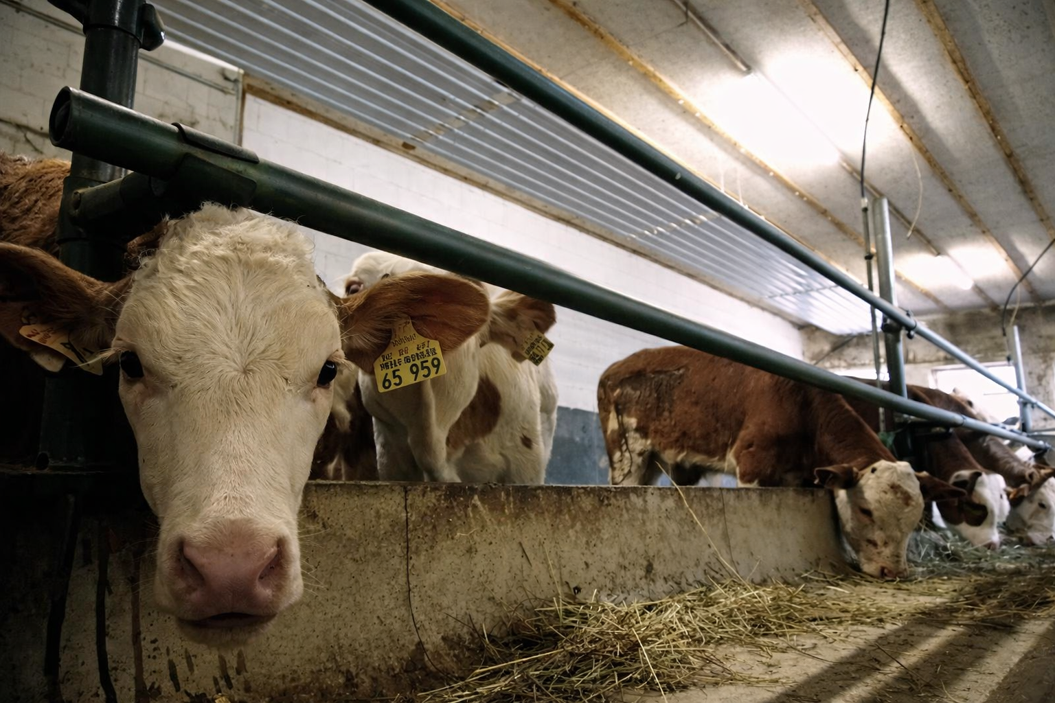 Sálavý panel KSP FARM s antikorozní úpravou instalovaný v zemědělském objektu pro chov skotu